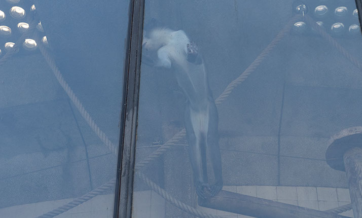 Caterina Verde - It's Not What you Think