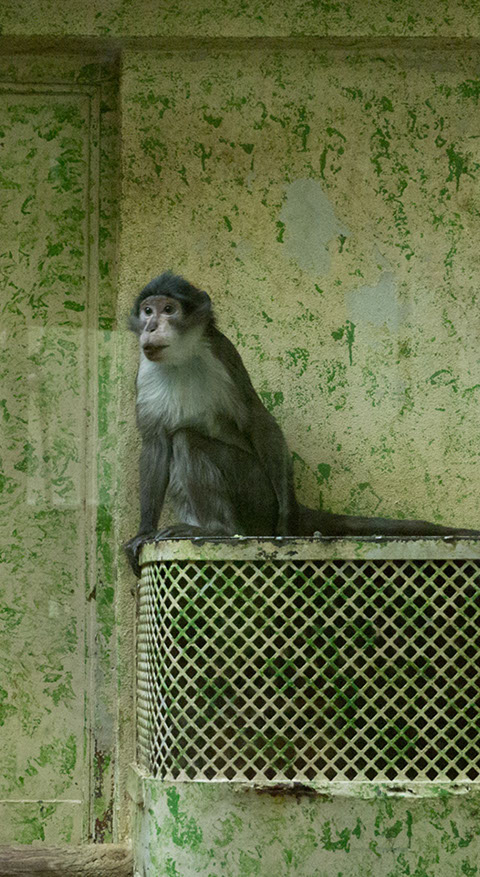 Caterina Verde -La Chambre Verte