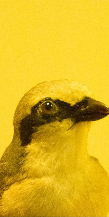 Caterina Verde - Still So Full of Hope