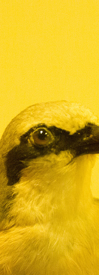 Caterina Verde - Still So Full of Hope